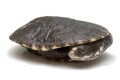 Chelodina gunaleni small form juvenil